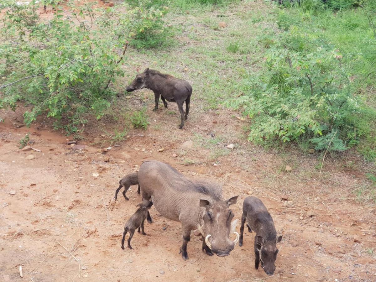636 Itaga Safari Lodge, Mabalingwe Nature Reserve Mabula Game Reserve Zewnętrze zdjęcie