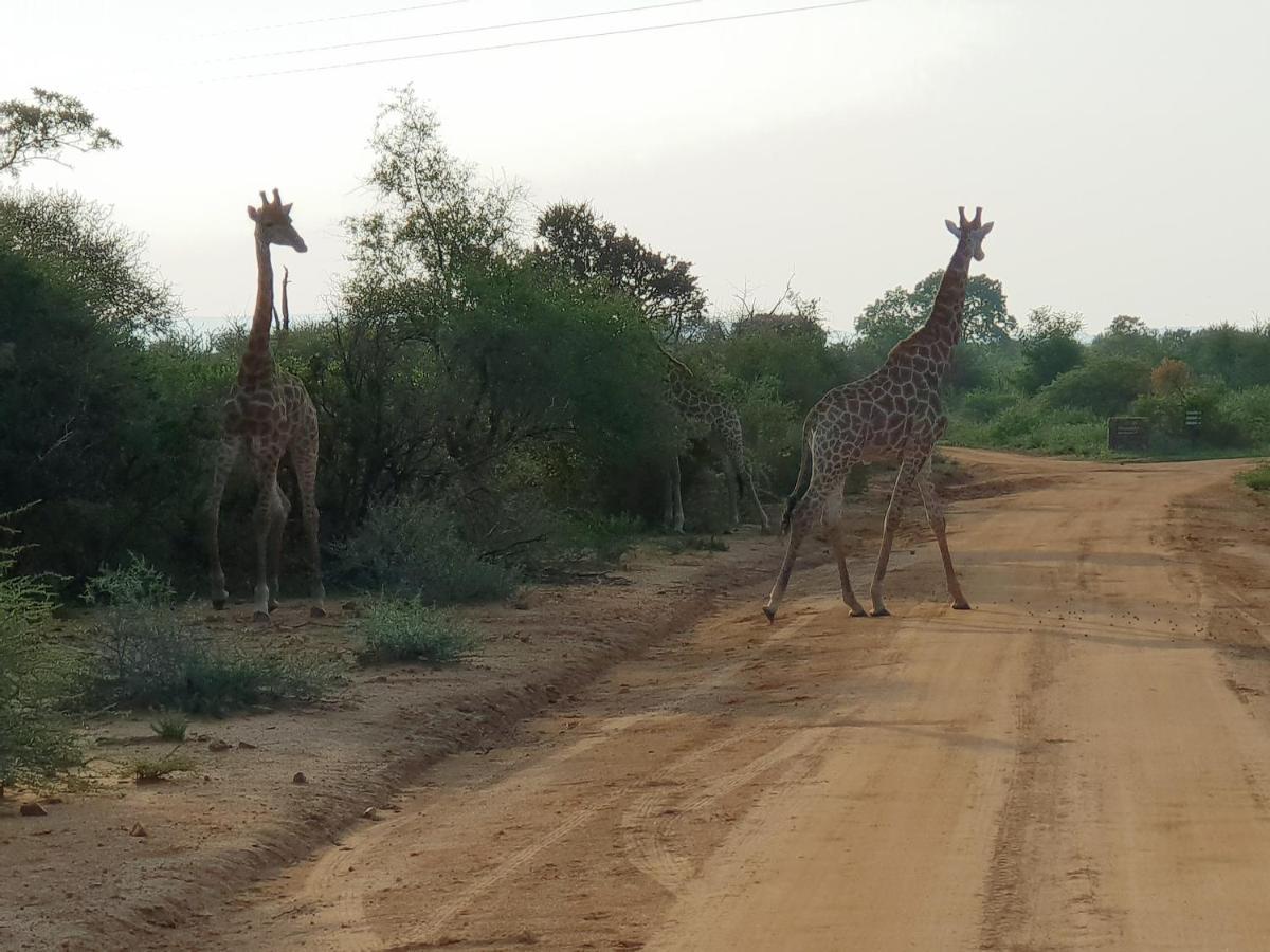 636 Itaga Safari Lodge, Mabalingwe Nature Reserve Mabula Game Reserve Zewnętrze zdjęcie