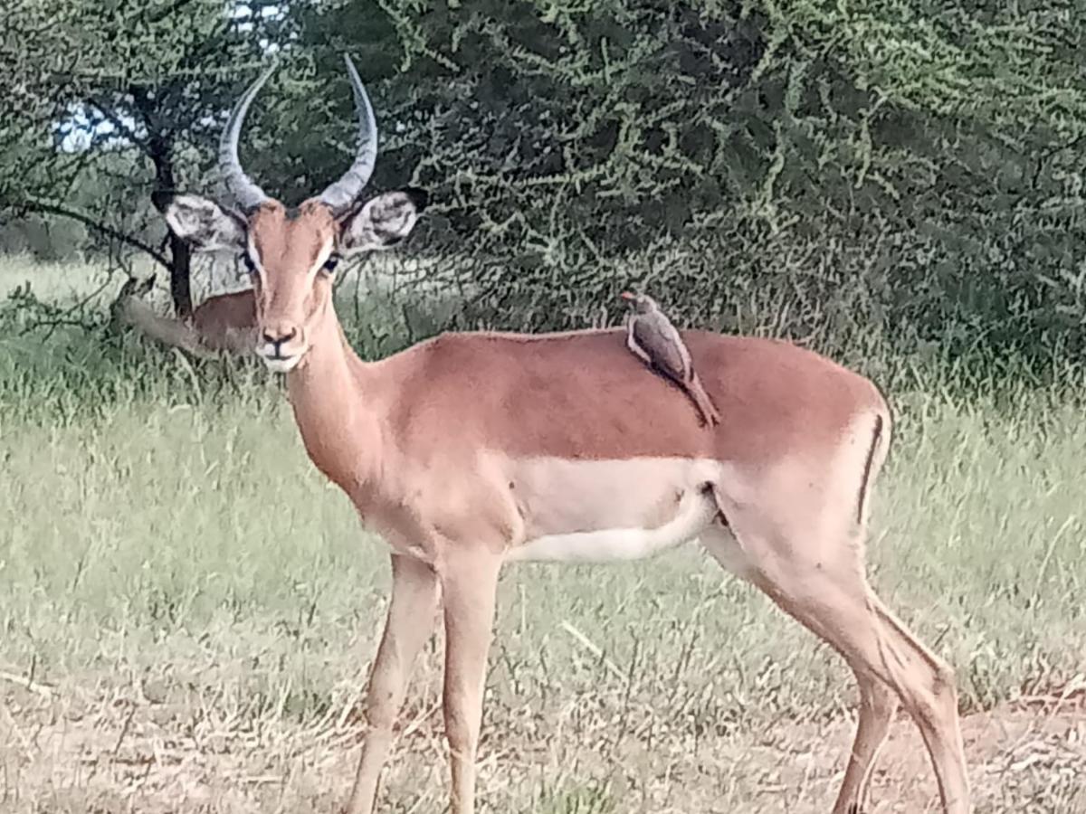 636 Itaga Safari Lodge, Mabalingwe Nature Reserve Mabula Game Reserve Zewnętrze zdjęcie